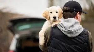 La bestemmia e il rispetto dei cani